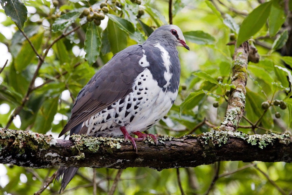 Wonga Pigeon (Leucosarcia melanoleuca)